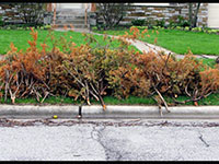 Curbside Brush Collection Begins September 22